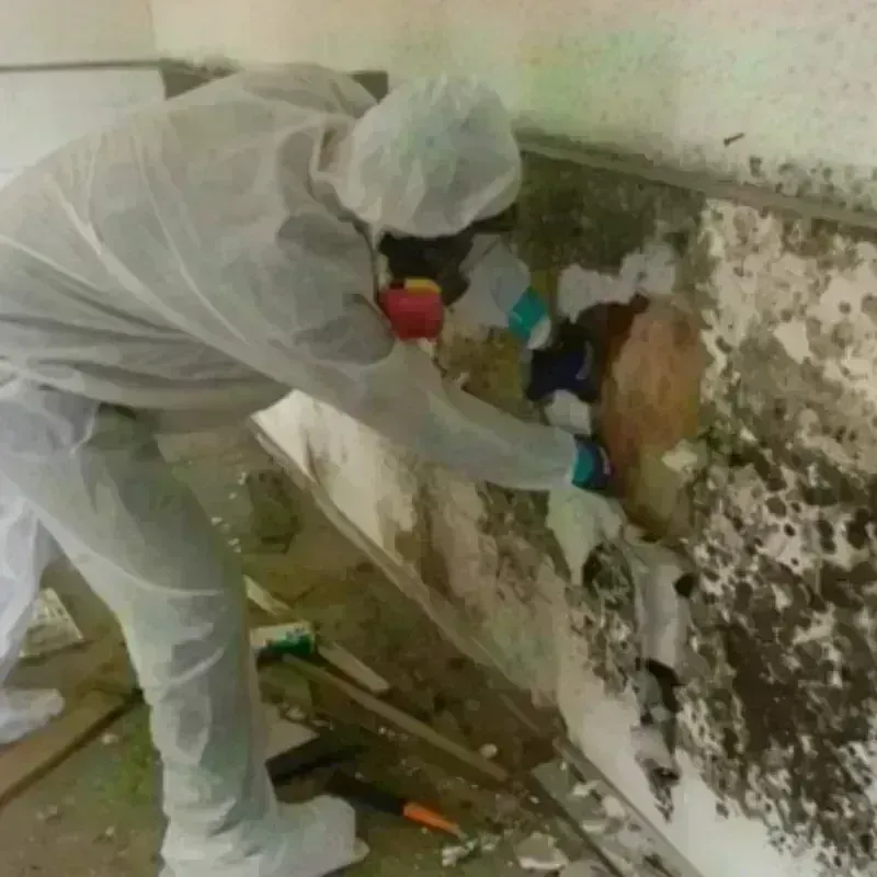 Mold Remediation and Removal in Brookshire, TX